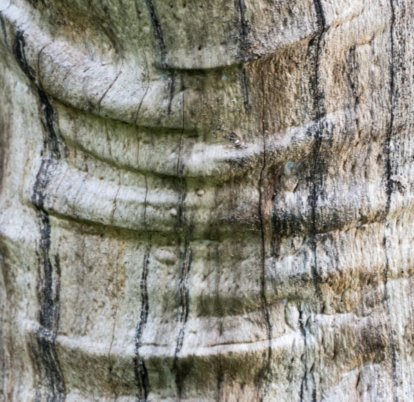 Close up of a tree trunk with wrinkles and streaks makes for an abstractish image. 