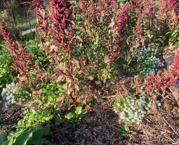 The flower spikes of the leaf amaranths are a marvellous burgundy on one of the beds. Some white flowers in the paths on either side are alyssum snow cloth. 