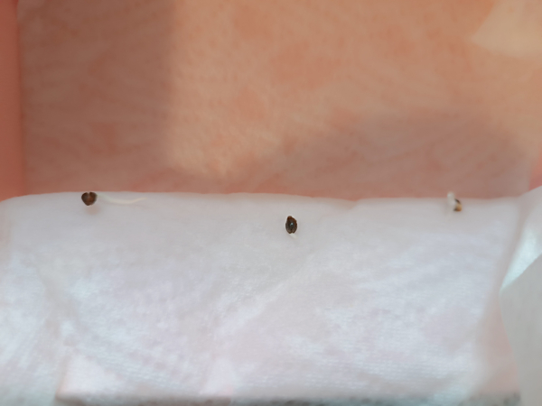 Some cannabis seeds germinating