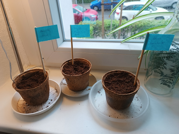 The three germinated seeds are already on their coconut pots.