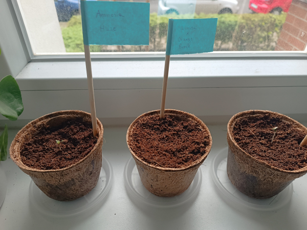 Three cannabis seedlings 