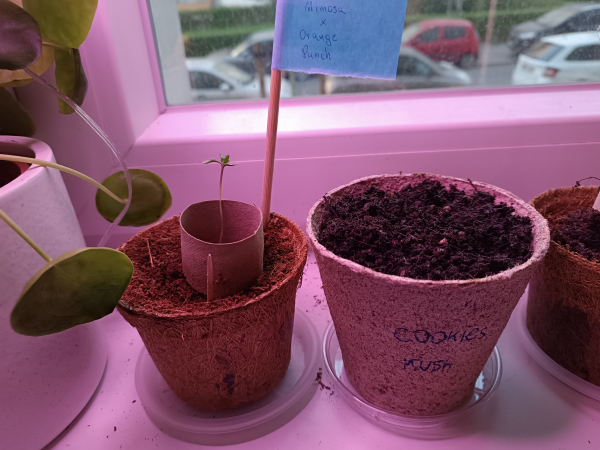 Some pots with cannabis seedlings