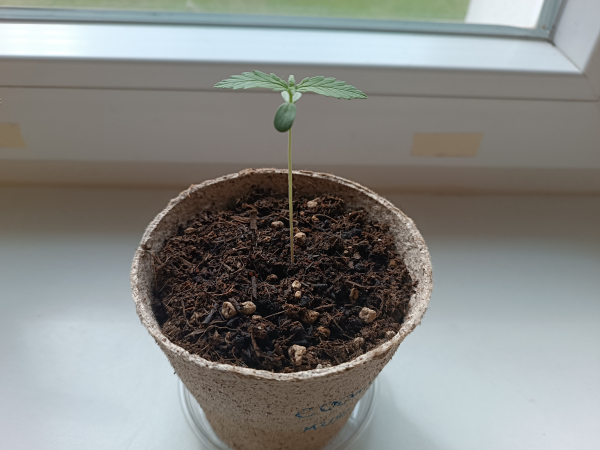 A 7 days old cannabis seedling