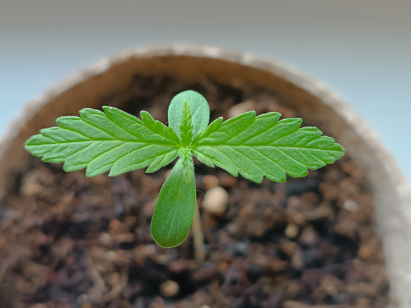 A 7 days old cannabis seedling