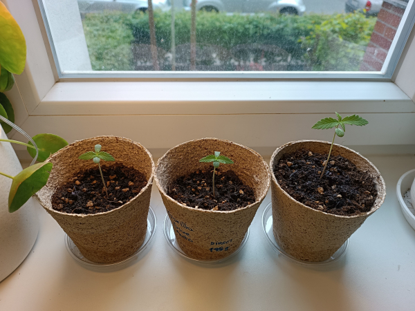 Three cannabis seedlings on a windowsill.