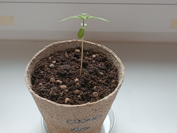 17 days old cannabis seedling