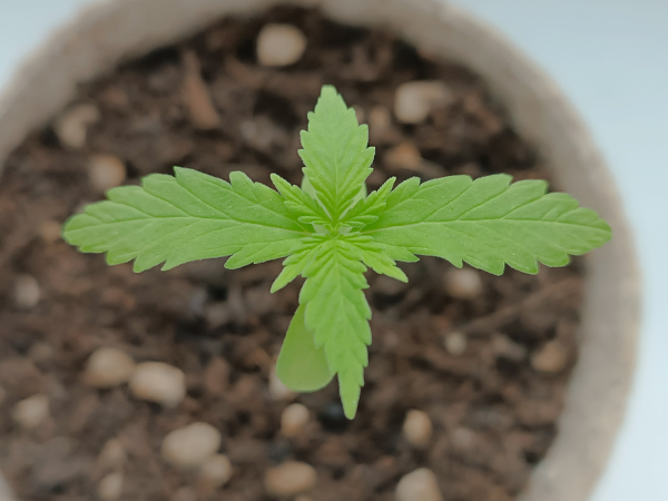 17 days old cannabis with 8 leaves