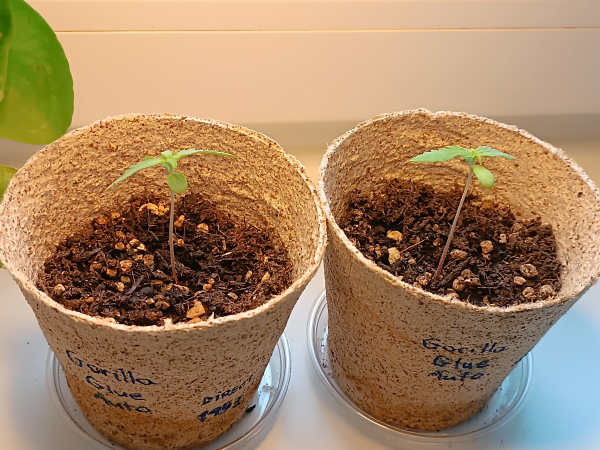 Two 11 days old cannabis seedlings 