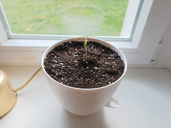 The photoperiodic seedling transplanted 