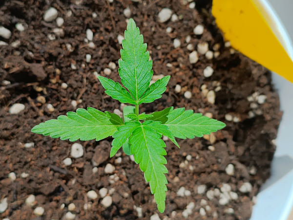 Gorilla glue auto seedling