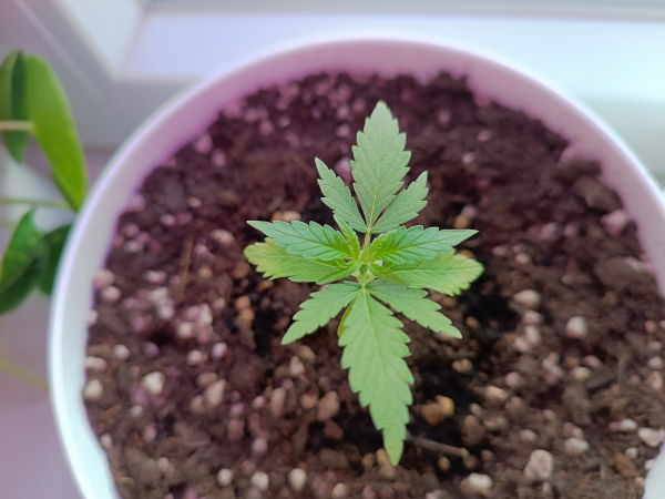 Cookies kush photoperiodic seedling