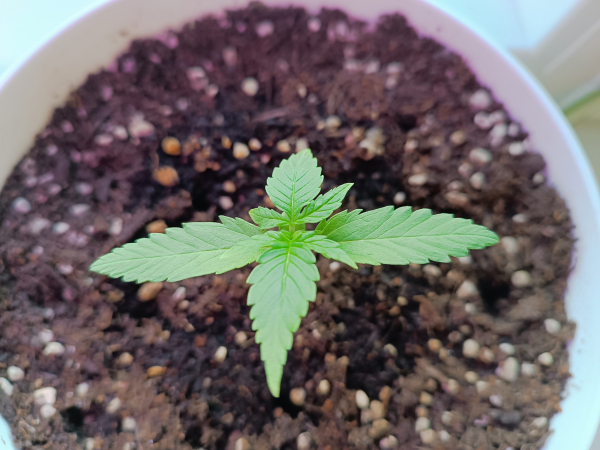 Gorilla glue auto seedling