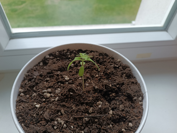 Cookies kush seedling with some droop leaves after over watering 