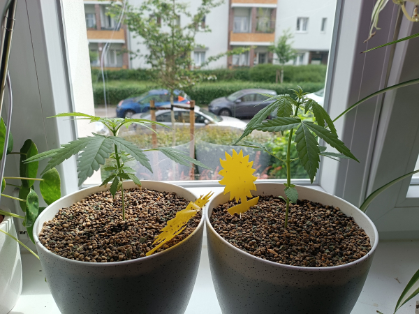 5 and 4 weeks tops photoperiodic and autoflowering cannabis plants. Today is a bit cloudy, that's why the plant on the right is not totally open to get sunlight.