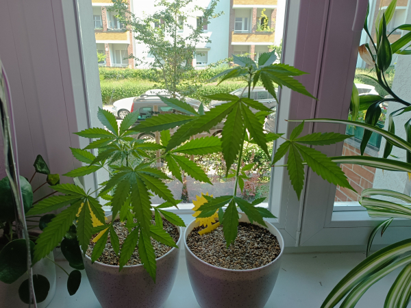 Both photoperiod and autocorrect cannabis plants with 6 and 5 weeks, respectively 