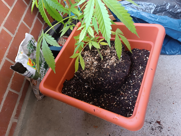 Cannabis in the process of transplanting. It's possible to see some of her roots around the old substrate 