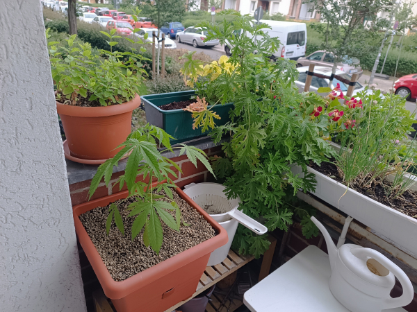 Cannabis in her new pot surrounded by other plants in a balcony