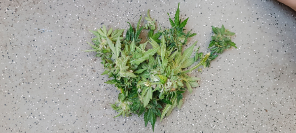 Some flowers with powdery mildew 