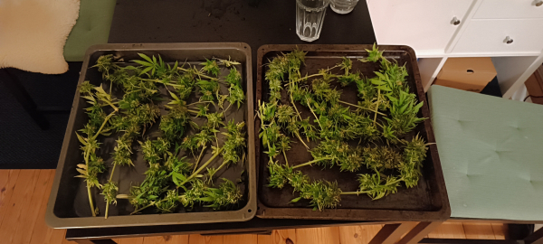 Two trays with cannabis buds