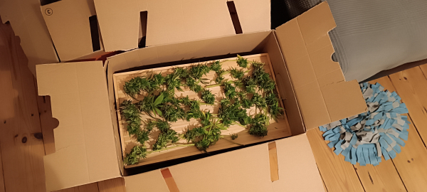 A tray in a box with cannabis buds