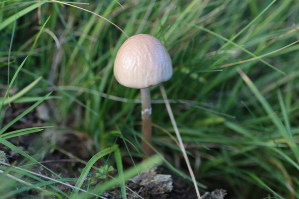 A single toadstool growing amongst grass. The cap is shiny and very light brown, Andy the slender stem has a small white ring about half way up its length.