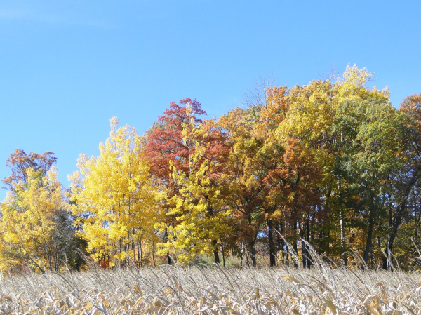 A line of trees in fall colors, behind the edge of a cornfield and stand of some grass.  The sky is blue and clear.