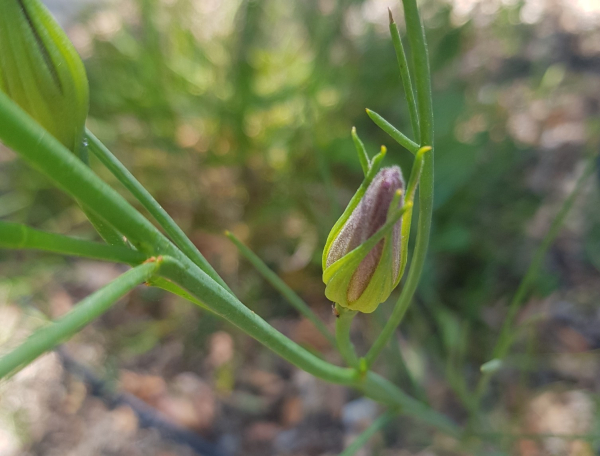 Photo of an unopened flower bud on a thin and almost spiky looking plant. The purple of the unfurled petals is intriguing.