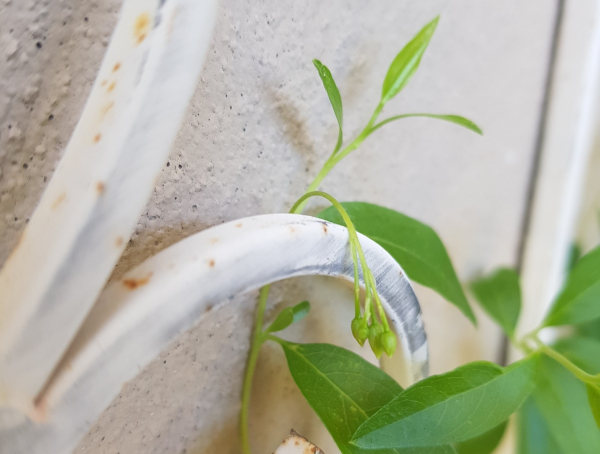 Photo of a small part of a climbing vine growing up a white metal trellis against a rendered wall. A small cluster of 3 unopened buds are dangling quietly.