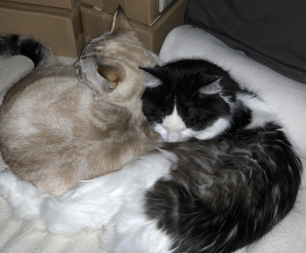 two cats mostly asleep on an off-white cotton fleece blanket. on the left is a beige-black-white lynx-point siamese, and on the right is a floofy black and white. the siamese has kind of inserted herself into the curve of the floofer's body. they stayed like this for a while, but then she encroached so much that he got up and went elsewhere. 