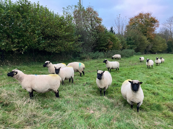 Photo of some Llanwenog sheep - white with black faces and legs, fuzzy cheeks and forelocks - in a grass field. Half are facing the camera, the other half are looking to the left at a gateway I’ve come through. 
There’s a cloudy blue-grey sky above the mature boundary hedge.