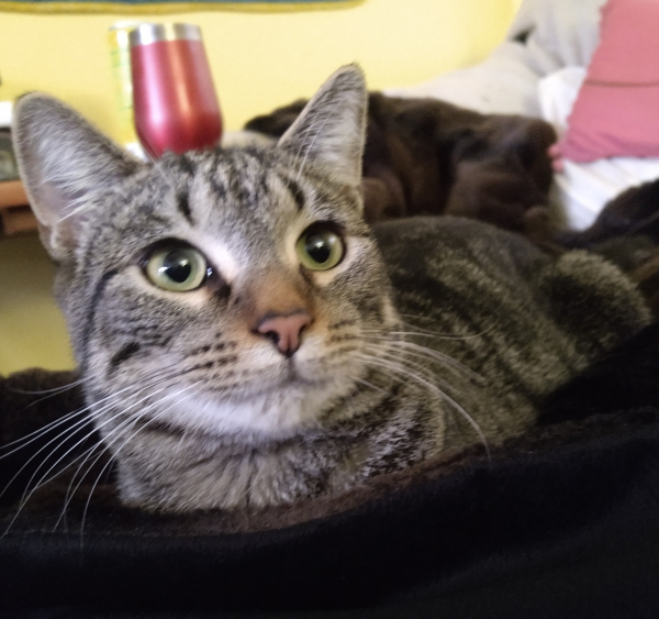 Dark gray tabby cat with gold/green eyes sitting in a black fuzzy blanket, glancing above camera right with ears pricked. Behind her, entirely incidentally, a red cup sits on a table, such that it appears to be resting on her head