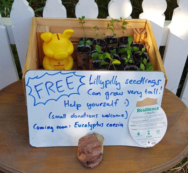 Photo of a wooden box on a small wooden table. In the box is a yellow piggy bank, and about 20 little lillypilly seedlings planted into cardboard tubes. In front of the box is a small whiteboard which reads: 
FREE lillypilly seedlings
Can grow very tall! 
Help yourself  :)
(small donations welcome) 
Coming soon: Eucalyptus caesia 

There is a lillypilly plant tag taped to the whiteboard, and a chunk of brick holding it steady. In the background is a white picket fence.