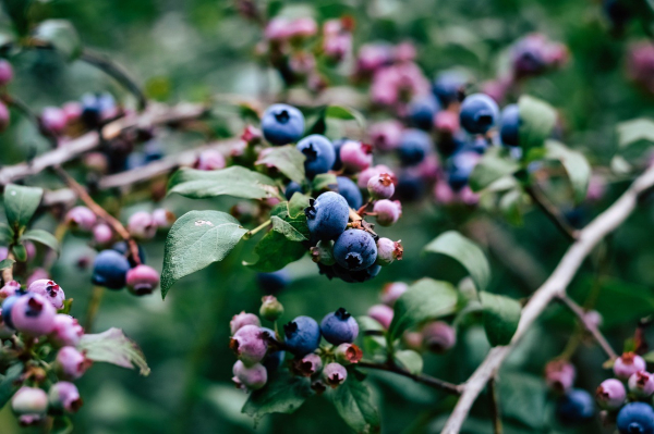 Close up picture of blueberries