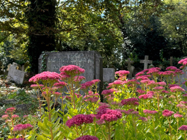 Wildflowers in an abandoned cemetary