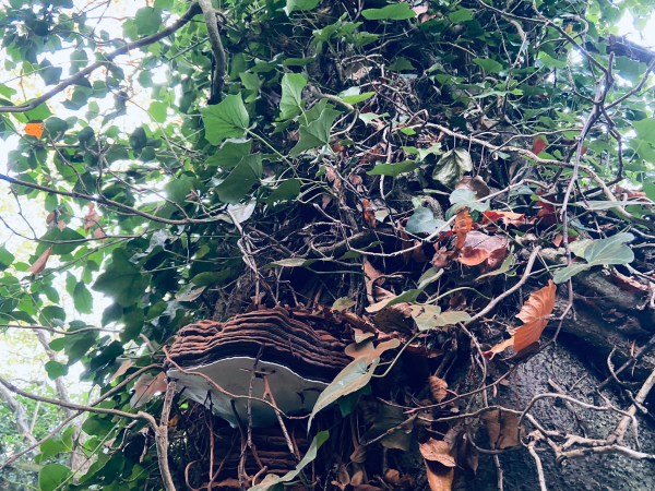 A fungus on a beech tree, with a kind of white veneer on its underside and spongy orange layers on top 