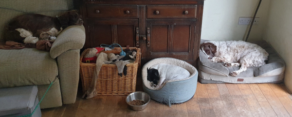 Our 3 dogs, all fast asleep because Stuart is out and I am boring in comparison.  The mostly brown springer, Welli, is on the left in a chair with her head on the arm. Next is a basket full of dog toys then a stainless steel bowl with dry dog kibble. Beside that is a small blue dog bed with the black and white terrier, Storm, curled right up in it. And then, tucked in the gap between a brown sideboard and the wall, is Bella, the mostly white springer, laying in her side. All is peaceful .