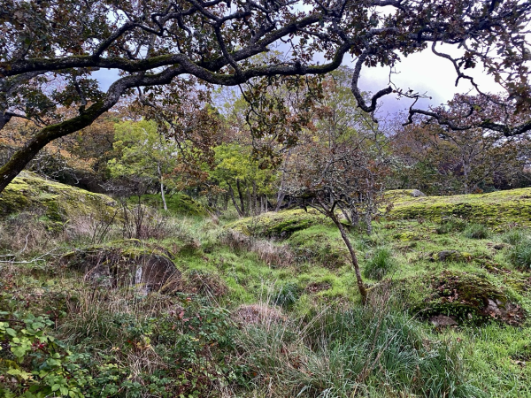 Long branches of Garry Oak frame the top of this photo of a gully through a grassy and mossy meadow. 