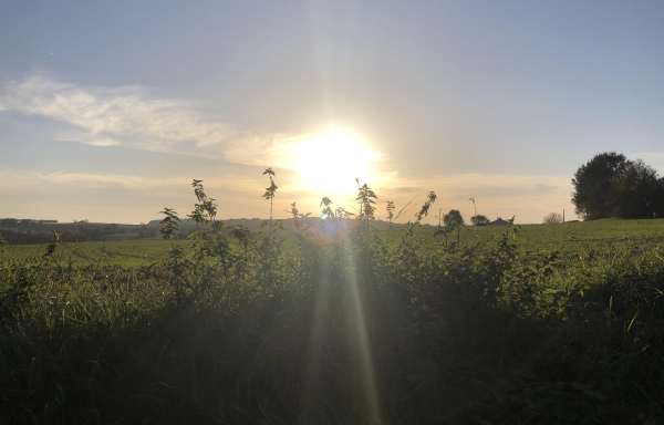 from today's wander. a countryside scene taken from the lane, which is a little lower down than the surrounding fields. this image shows the setting sun in a blue sky with a few long, wispy clouds in it. right in the foreground is a grassy bank with nettles on top, silhouetted in the sun. behind them is a green field with green hills on the left, far behind on the distant horizon. there are a clump of trees and a wooden telegraph pole on nearer horizon on the right side.
the sky around the sun, which is a pale gold, is glowing pale yellow-orange.