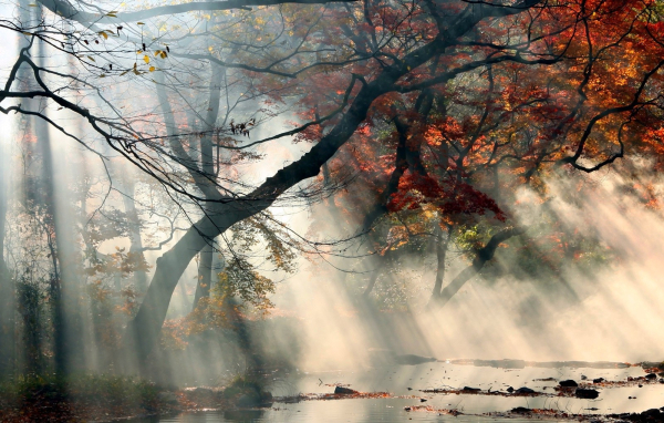 Nature scene.  A shallow river runs beside some trees, most of which are losing their leaves.  The tree in the foreground has autumn-coloured leaves of gold and copper.  The sun is streaming through the mist.