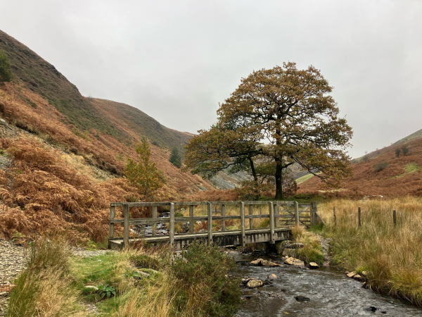 A photo of a mountain stream - Nant Egnant - rushing over grey boulders. The steep valley sides are carpeted in red-brown bracken and dark green heather nearer the tops.  In the centre of the frame, crossing the river, is a wooden foot bridge. A veteran oak tree stands behind on the right, its leaves turning a red-golden brown. The sky behind is a flat, featureless grey.