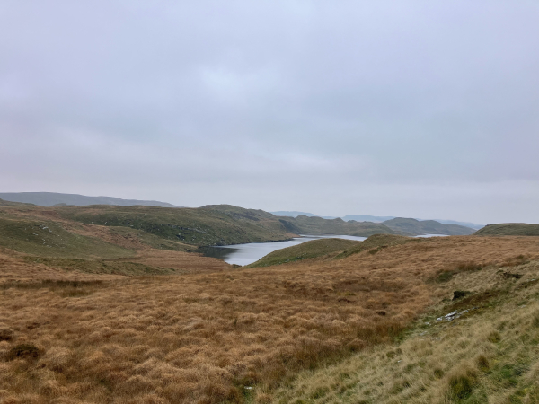 Landscape photo of a view across boggy ground, an expanse of golden brown marsh grasses. In the centre is the limb of a large lake - Llyn Teifi, the source of the Afon Teifi, the surface of the water is a matt silver and pewter. A ridge of mountains rises up behind, under grey skies.