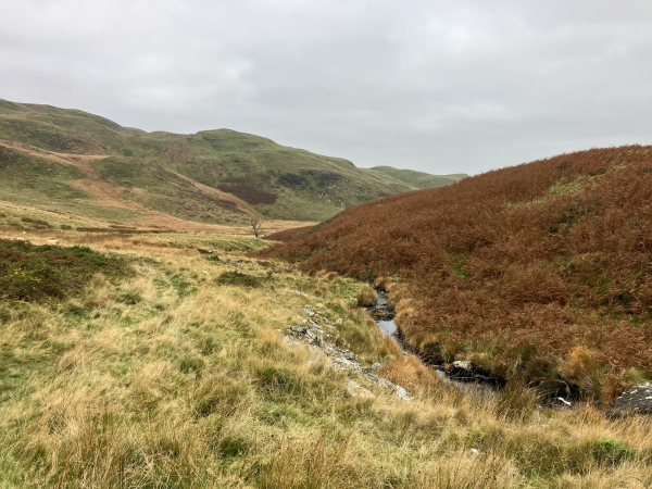 A landscape photo of a view down the upper Teifi valley. The mountain stream divides the landscape down the middle, red-brown bracken on the steeper slopes to the right, and golden brown grass and gorse on the left in the flatter, boggier valley bottom. The stream curves out of view to the right. Green hillsides rise up beyond. 
In the middle distance on the left, a few sheep eye me warily from a slight rise. Again, the sky is a flat greyness.