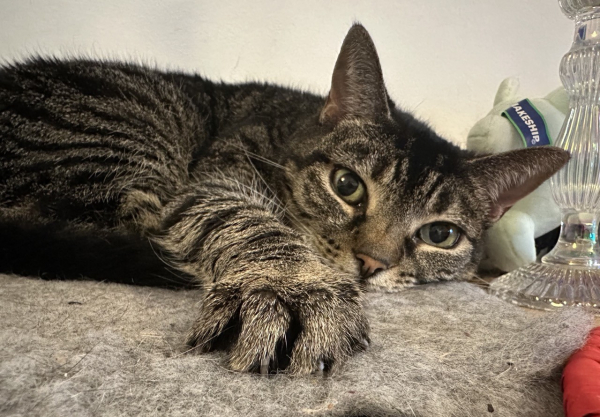 A tabby cat is laying down with one leg stretched out, with her looking down the length of her leg at the photographer.