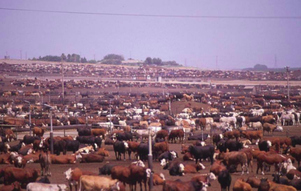 #News: #Meat from #JBL cattle ranchers in #Brazil may be contaminated with harmful #pesticides and end up on supermarket shelves. These #pesticides evade detection yet destroy soil and water and kill animals. Posing a human health risk. Go #plantbased #vegan #EUDR  https://www.ehn.org/chemical-deforestation-2669502578.html 