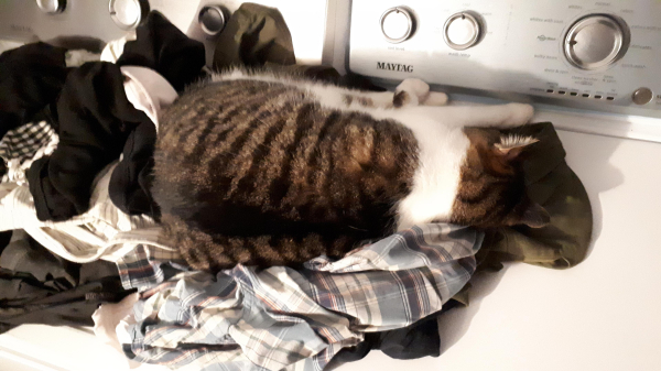 A grey and white cat sleeping on his side, facing away from the camera, on top of a pile of clothes on top of a washing machine 