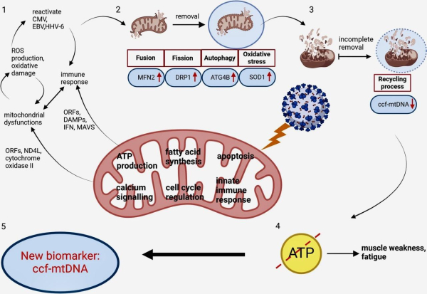 the altered levels of assessed mitochondrial biomarkers in PC patients suggest mitochondrial malfunction and disrupted mitochondrial dynamics, potentially underpinning the persistence of post-COVID symptoms 