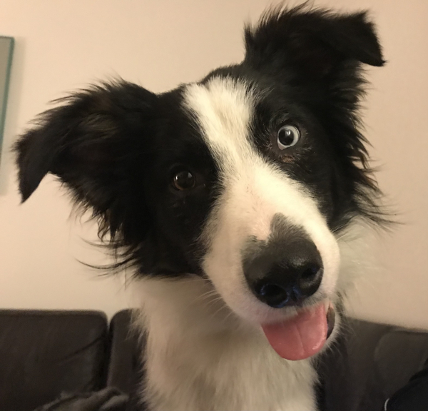 A young border collie with an inane grin on his face