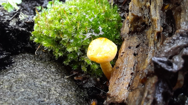 A tiny yellow mushroom growing from a bit of wood next to some moss and pebbles.