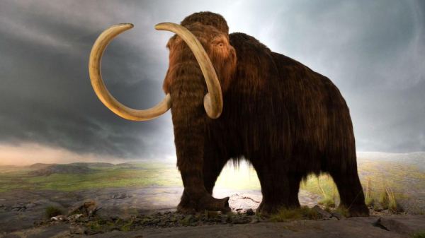 Artist's depiction of a mastodon (Mammut americanum) by Thomas Quine. It's a tall hairy animal, similar to an elephant but with a shaggy brown coat and with very long, inward-curving tusks. 