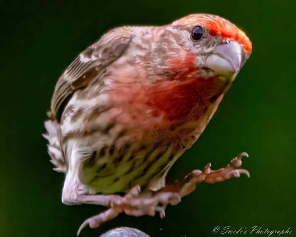 "The image shows a close-up of a male house finch. The bird has a distinctive red coloration on its head and chest, with brown and white streaks on its wings and body. The background is a blurred green, making the bird stand out prominently. The finch's conical beak is closed, and its toes and talons are visible, spread wide above a black metal object on which the bird is about to land on. The details capture the texture of the bird's feathers and the intensity of its gaze. The photograph is signed "© Swede's Photographs" in the bottom right corner." - Copilot with edits